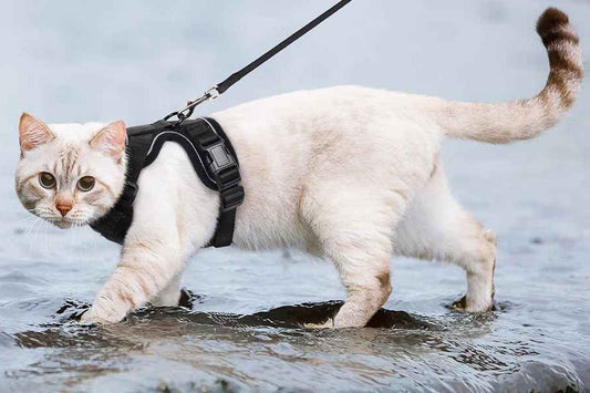 Harnais pour chat -  Ce que vous devez savoir - Chat Nomade