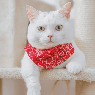 bandana pour chat rouge sur un chat blanc