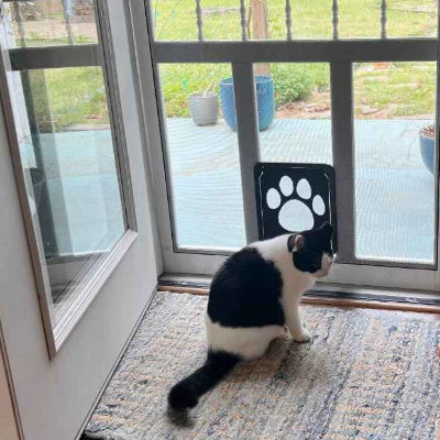 chatiere pour chat ChatNature chat devant porte photo