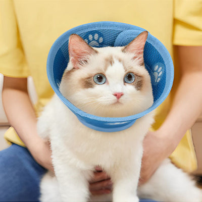 collerette chat bleu devant