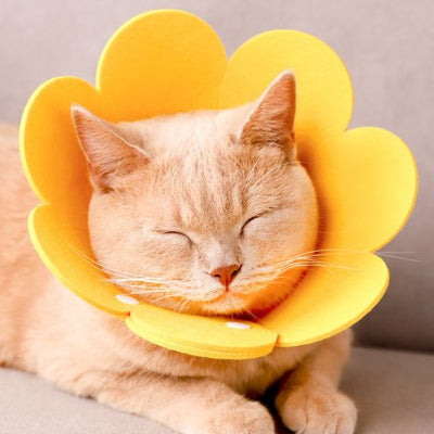collerette chat fleur jaune devant