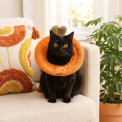 collerette chat carotte chat noir au salon