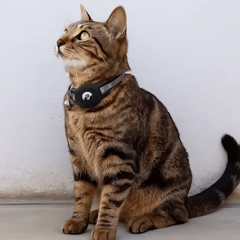collier gps chat Carlos chat