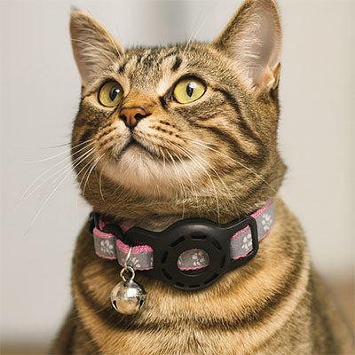 collier gps chat Carlos magenta