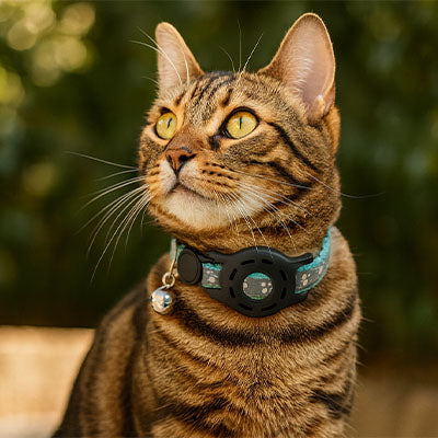 collier gps chat Carlos turquoise