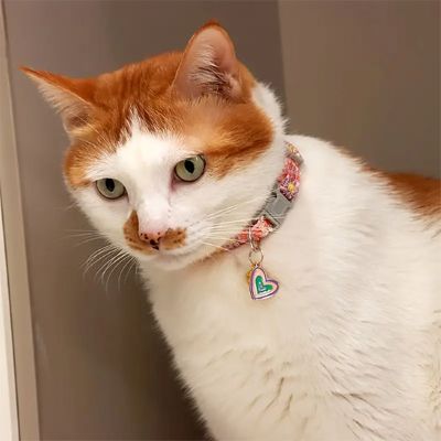 collier pour chat rose coeur sur chat roux