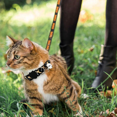 collier pour chat cosmochic bengal