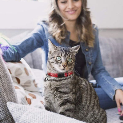 collier pour chat cosmochic chat gris