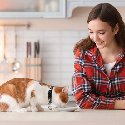 collier pour chat cosmochic chat mange cuisine