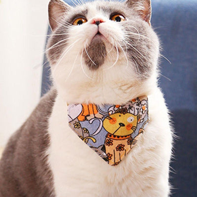 collier pour chat bandana bleu sur chat gris et blanc