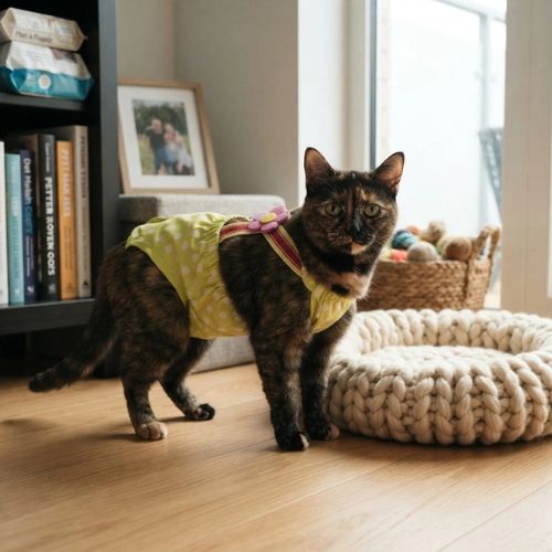 couche pour chat protection