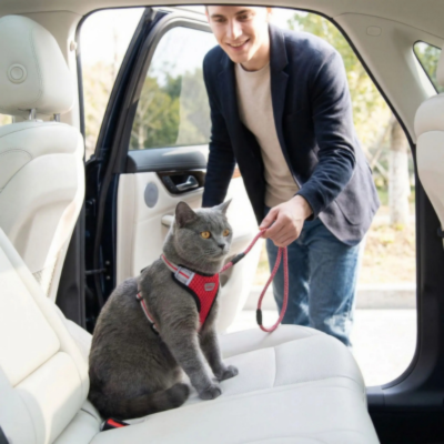 harnais anti-fuite pour chat Chic et laisse rouge sur chat en voiture
