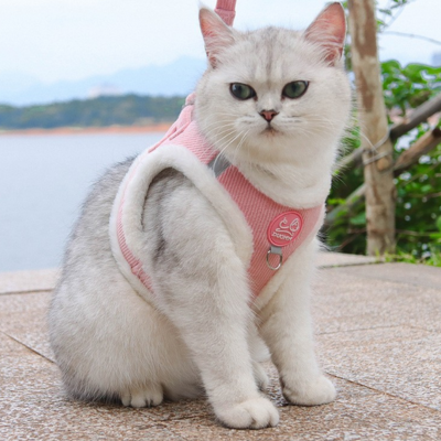 harnais chat rose sur chat blanc