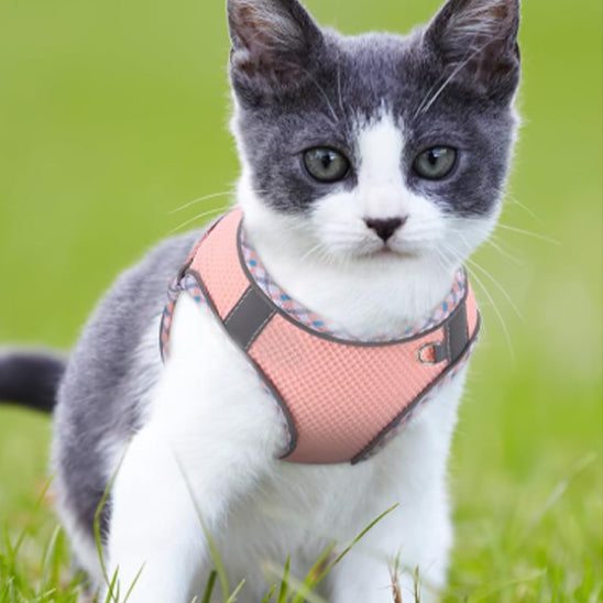 Harnais chat Reflechissant