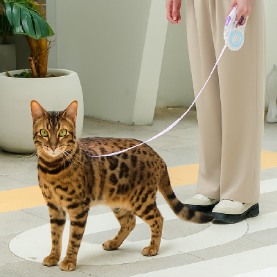 laisse rétractable pour chat DEL chat de bengal