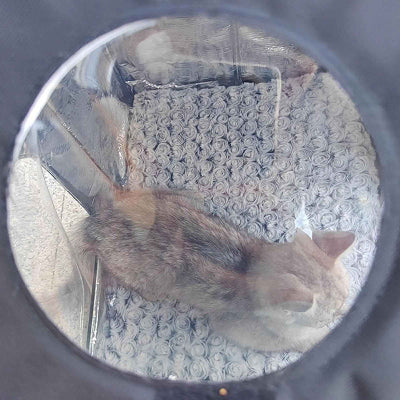 maison pour chat extérieur isolée chat intérieur