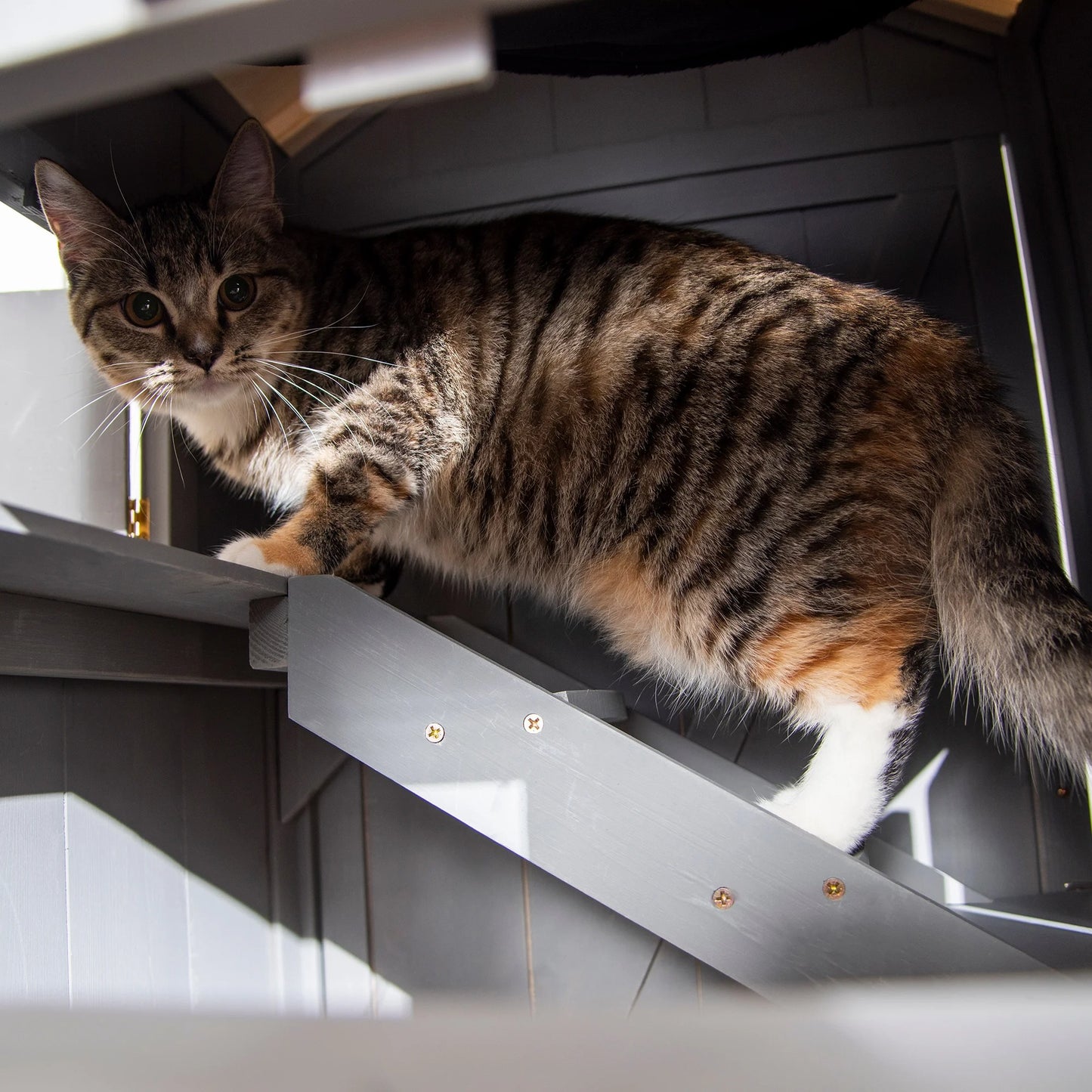 niche pour chat maisonnette chat escalier