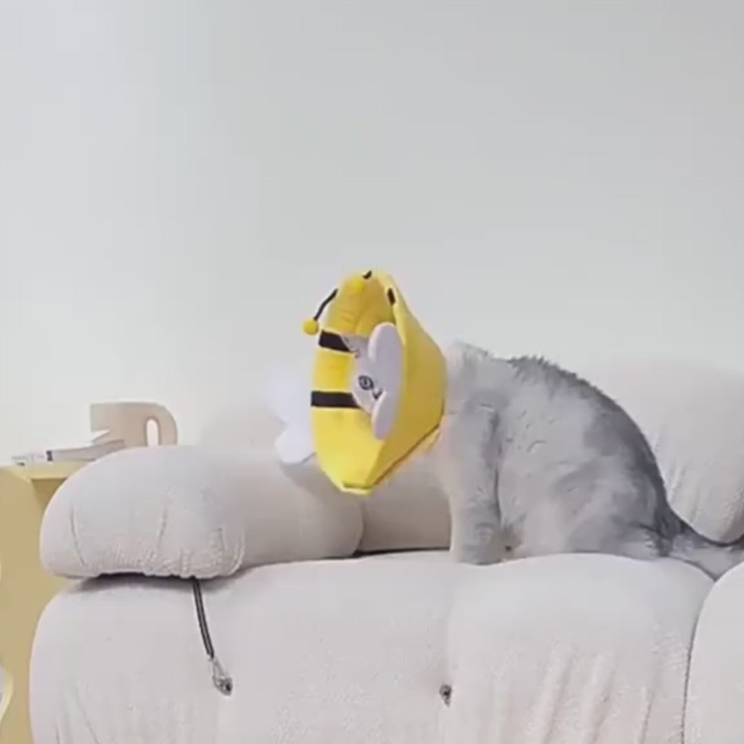 collerette chat jardinière vidéo