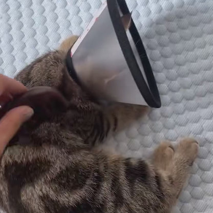 Collerette pour chat | Conventionnelle