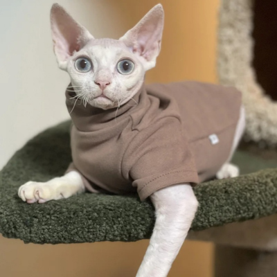 vêtements pour chat sphynx brun