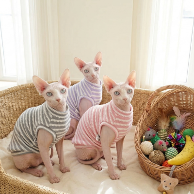 vêtements pour chat sphynx rayé chats