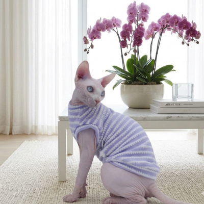 vêtements pour chat sphynx rayé mauve sur chat